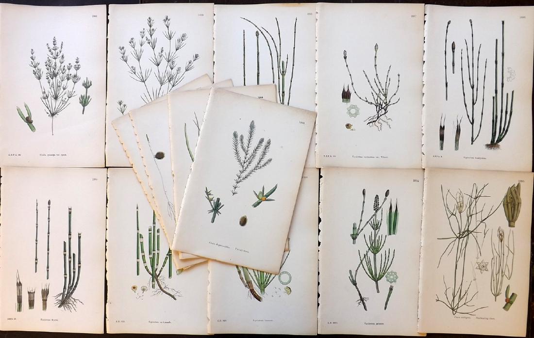 Sowerby, James 1883 Lot of 16 Hand Col Botanical Prints (1 of 2)