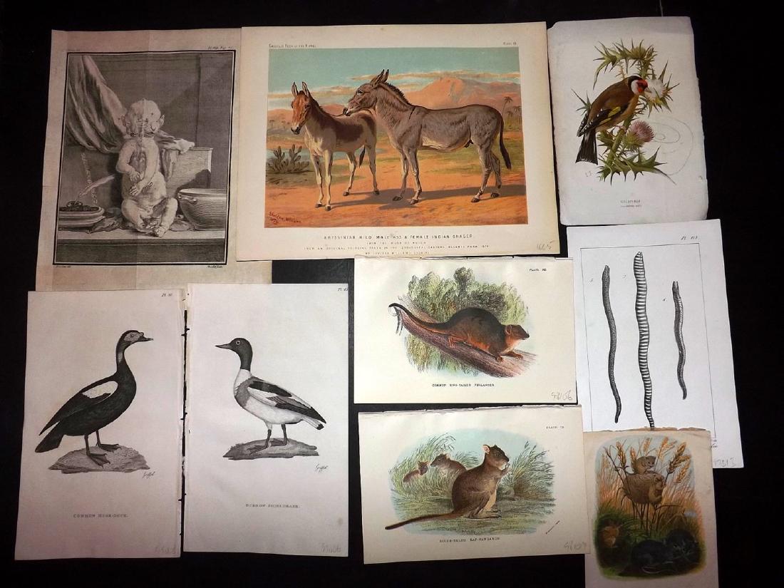 Natural History & Birds 18th-19th Century Lot of 9: Lot of 9 Engravings and Lithographs. Examples by Lloyd, Shaw, Lacepede, Thorburn, Buffon, Sidney/Cassell and others. Paper Size: Up to 11 x 8.5 inch (28 x 22cm) A couple of faults. Good overall