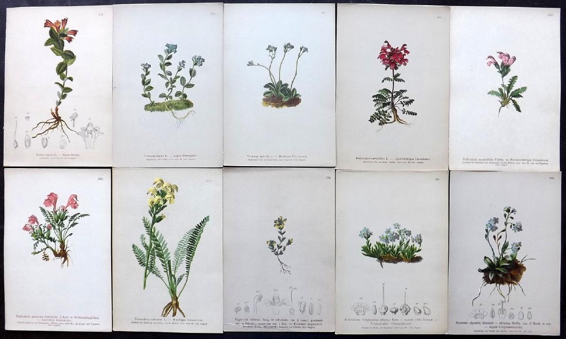 Hartinger, Anton 1884 Lot of 10 Botanical Prints: Chromolithographs Published 1881-84, Vienna for "Atlas der Alpenflora" by Anton Hartinger. Paper Size: 7.5 x 5 inch (19 x 13cm) Good Condition
