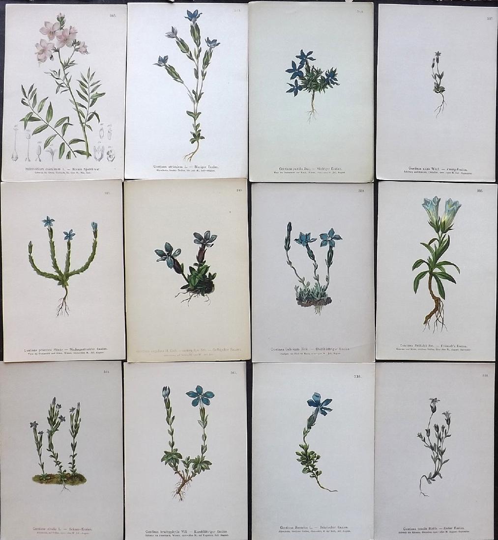 Hartinger, Anton 1884 Lot of 12 Botanical Prints: Chromolithographs Published 1881-84, Vienna for "Atlas der Alpenflora" by Anton Hartinger. Paper Size: 7.5 x 5 inch (19 x 13cm) Good Condition