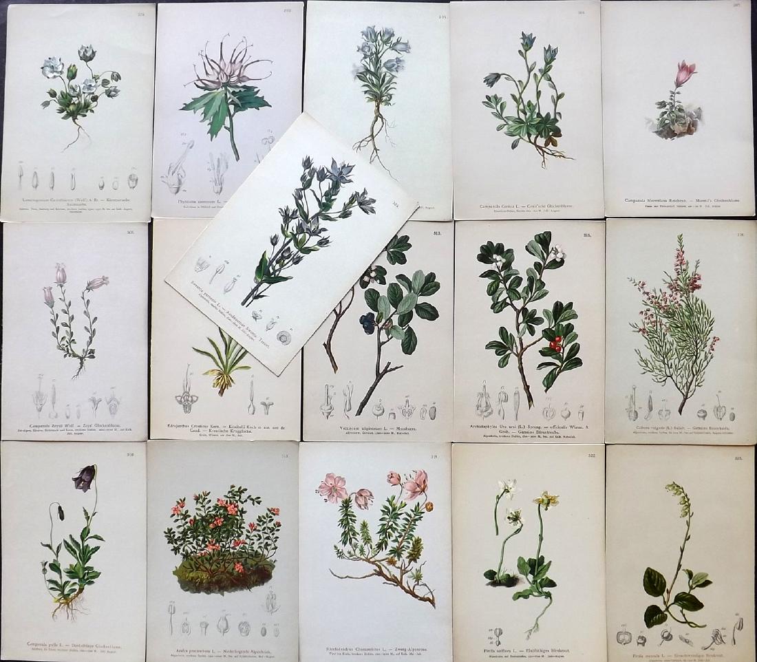Hartinger, Anton 1884 Lot of 16 Botanical Prints: Chromolithographs Published 1881-84, Vienna for "Atlas der Alpenflora" by Anton Hartinger. Paper Size: 7.5 x 5 inch (19 x 13cm) Good Condition