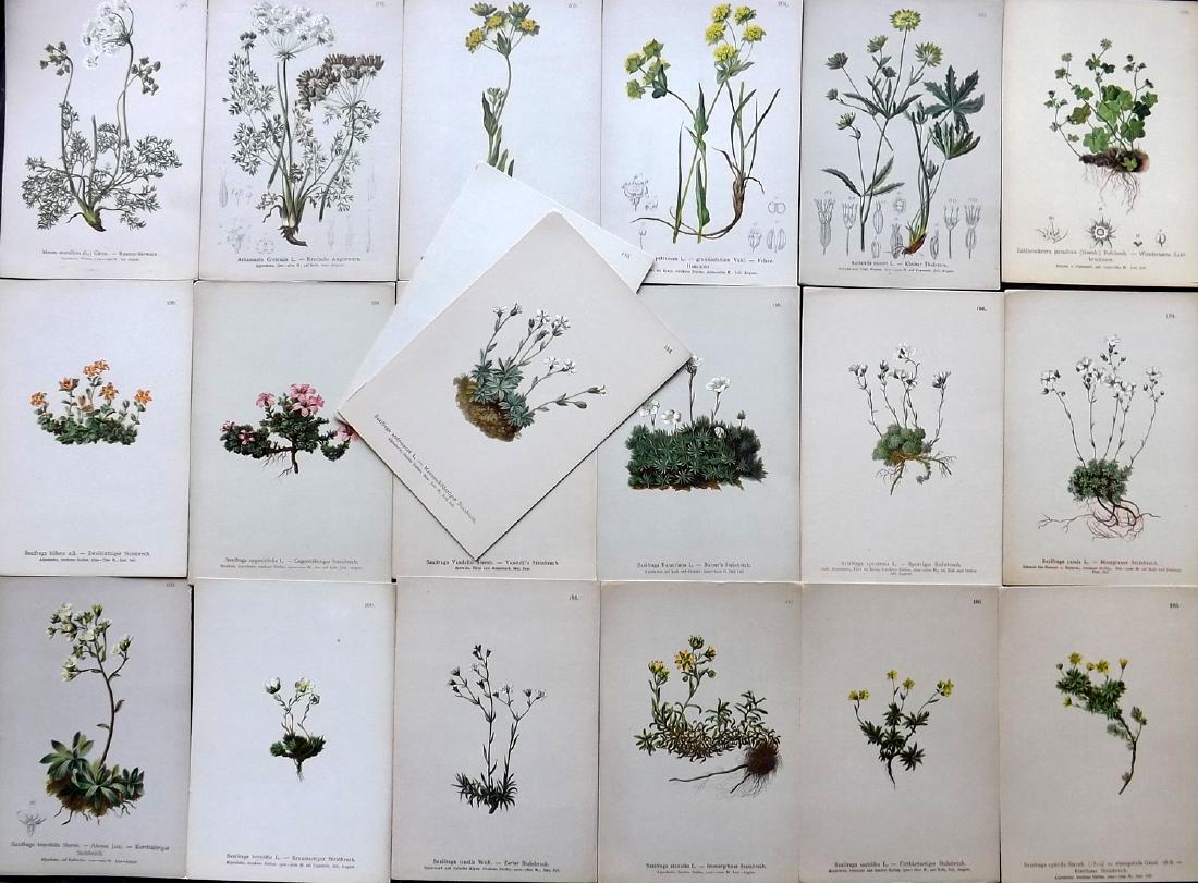 Hartinger, Anton 1884 Lot of 20 Botanical Prints: Chromolithographs Published 1881-84, Vienna for "Atlas der Alpenflora" by Anton Hartinger. Paper Size: 7.5 x 5 inch (19 x 13cm) Good Condition