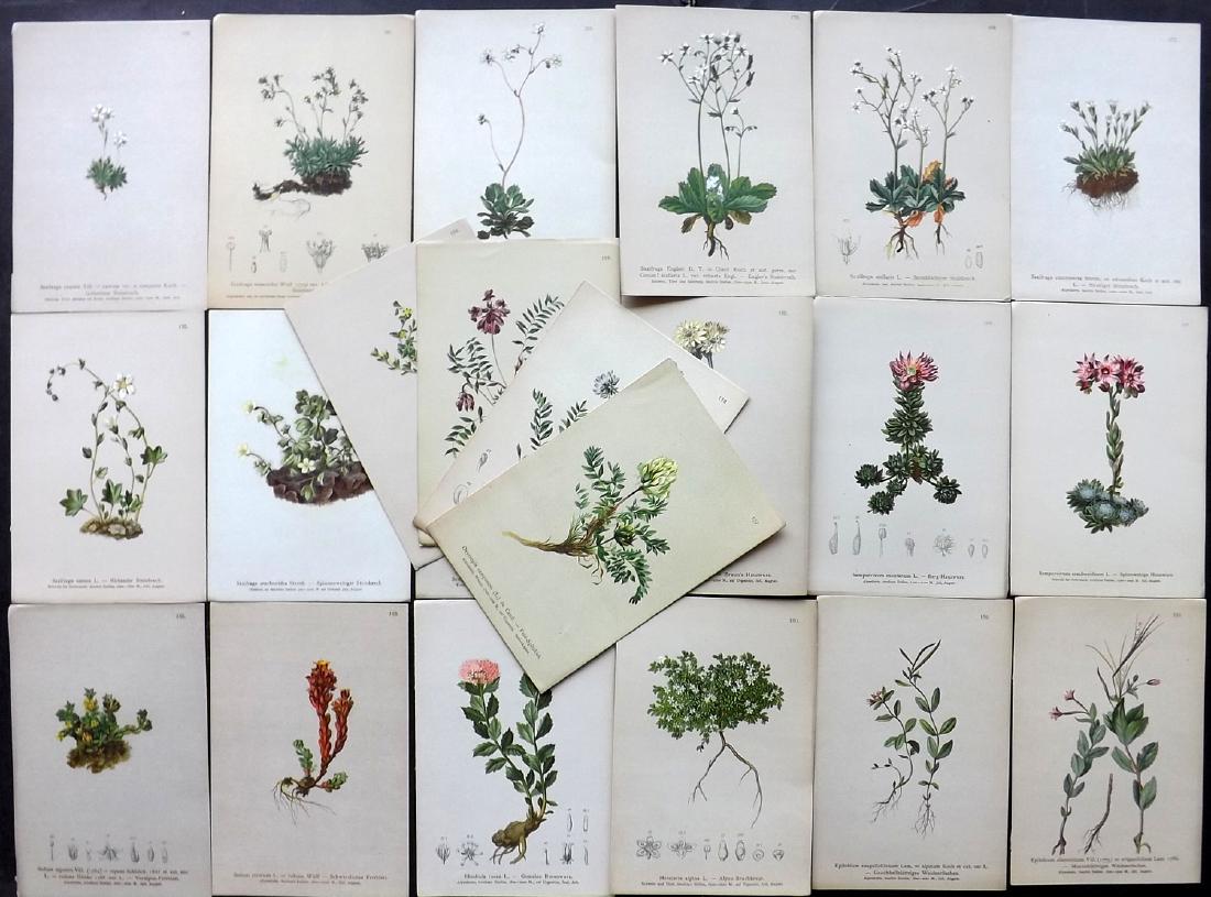 Hartinger, Anton 1884 Lot of 22 Botanical Prints: Chromolithographs Published 1881-84, Vienna for "Atlas der Alpenflora" by Anton Hartinger. Paper Size: 7.5 x 5 inch (19 x 13cm) Good Condition