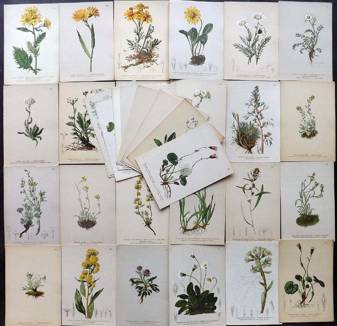 Hartinger, Anton 1884 Lot of 36 Botanical Prints: Chromolithographs Published 1881-84, Vienna for "Atlas der Alpenflora" by Anton Hartinger. Paper Size: 7.5 x 5 inch (19 x 13cm) Good Condition