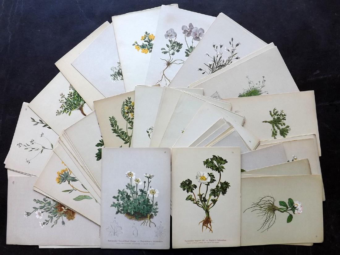 Hartinger, Anton 1884 Lot of 78 Botanical Prints (1 of 4)
