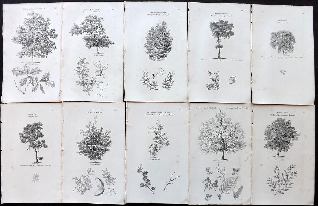 Loudon, John 1844 Lot of 10 Botanical Tree Prints (1 of 2)