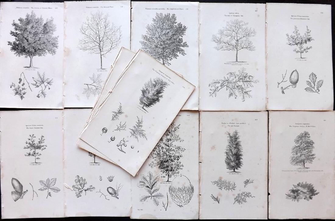 Loudon, John 1844 Lot of 12 Botanical Tree Prints (1 of 2)