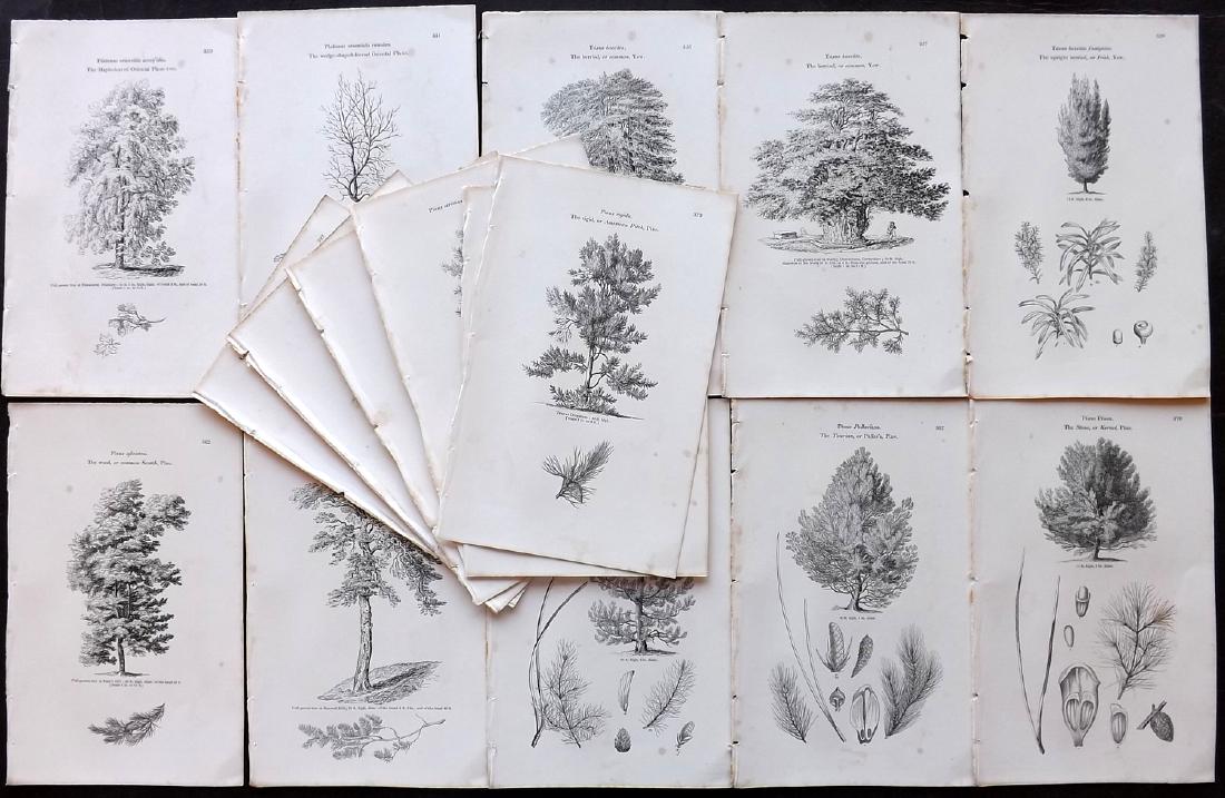 Loudon, John 1844 Lot of 17 Botanical Tree Prints (1 of 2)