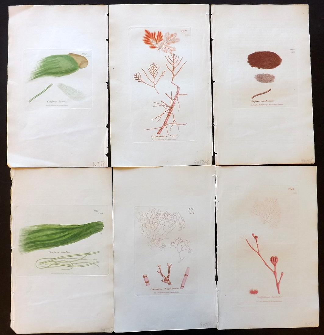 Sowerby, James 1846 Lot of 6 Hand Col Seaweed Prints: Hand Coloured Etchings Published 1846, London for "English Botany; or, Coloured Figures of British Plants..." Second Edition by James Sowerby and Edward Smith. Paper Size: 9 x 5.5 inch (23 x 14cm) Goo