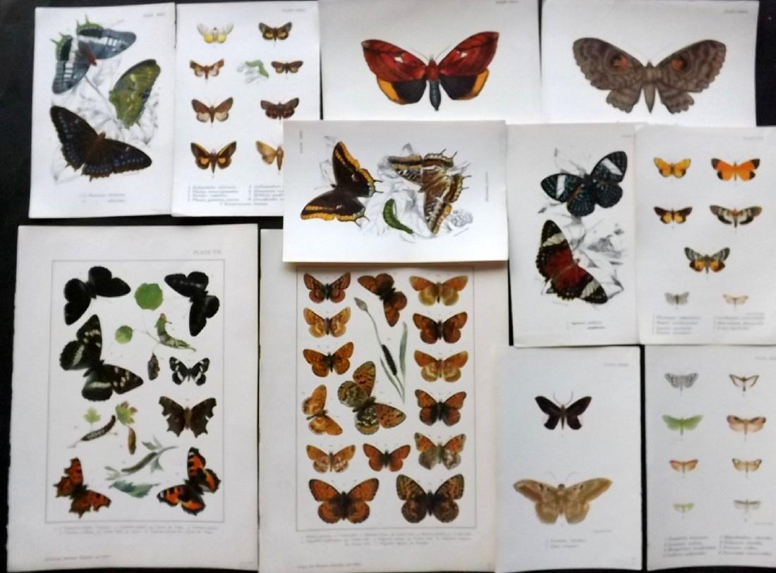 Butterflies 19th Century Lot of 11 Prints by Kirby & (1 of 2)