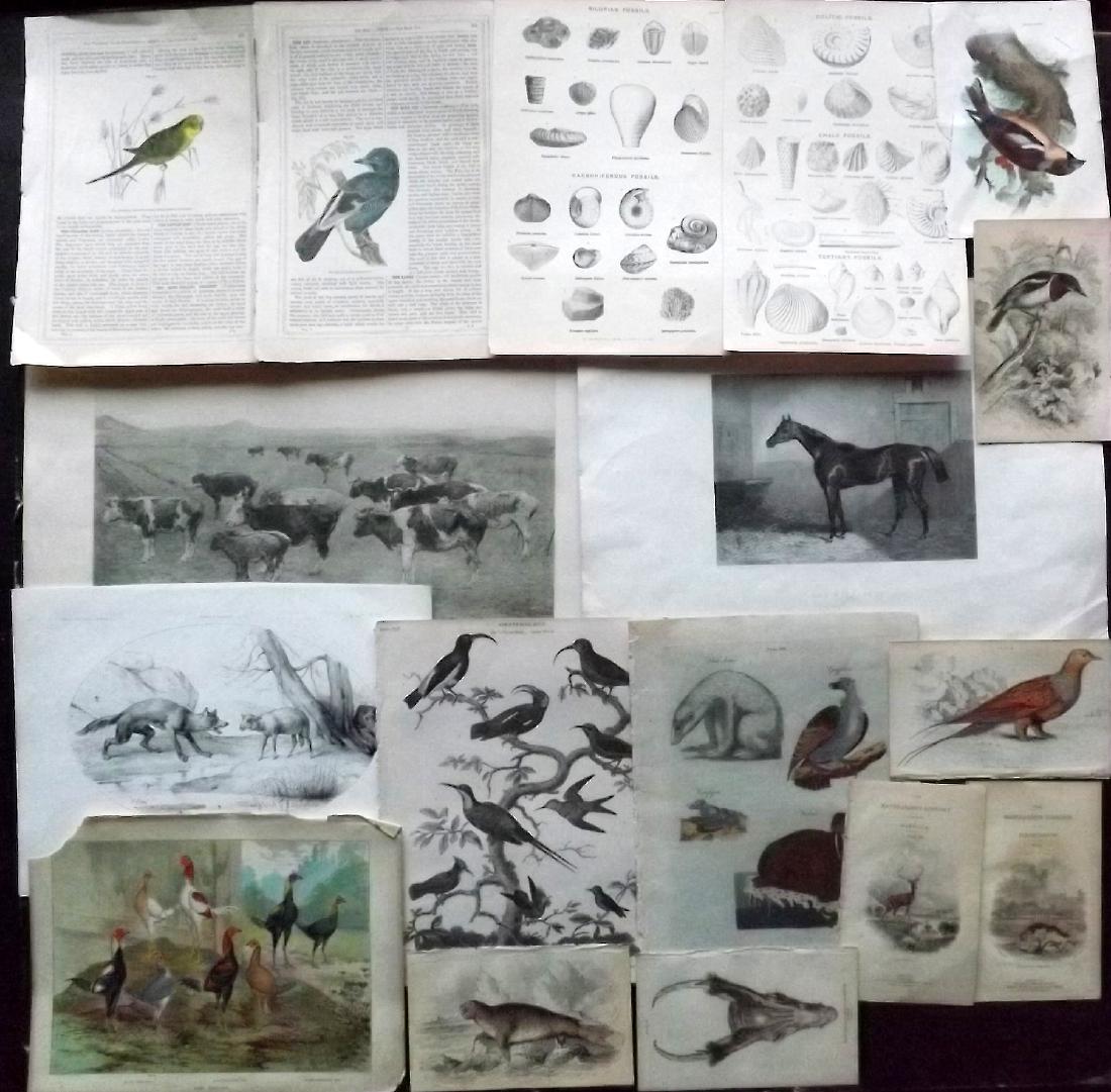 Natural History & Birds 19th Century Group of 15+ (1 of 2)