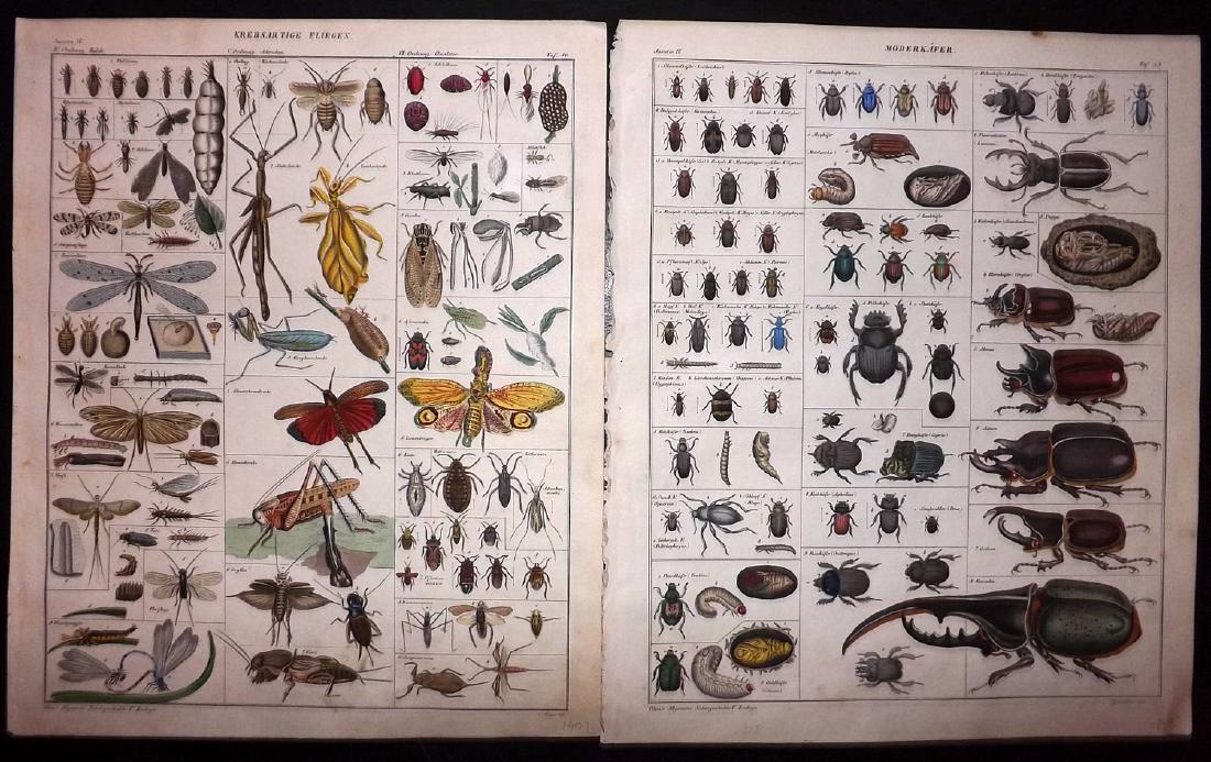 Oken, Lorenz 1843 Pair of Hand Coloured Insect Prints (1 of 2)