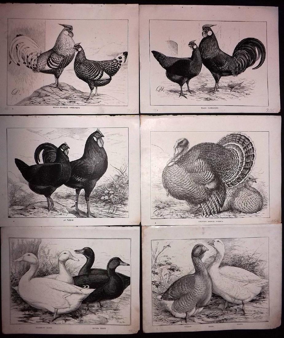 Cassell & Wright 1902 Lot of 6 Poultry Prints (1 of 2)