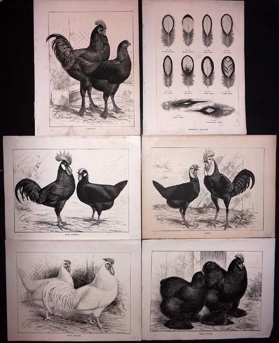 Cassell & Wright 1902 Lot of 6 Poultry Prints (1 of 2)