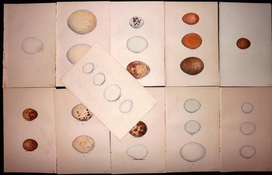 Meyer, Henry 1857 Lot of 11 Hand Col Bird Egg Prints: Hand Coloured Lithographs Published 1853-57, London for "Coloured Illustrations of British Birds and Their Eggs" by Henry Leonard Meyer. Paper Size: 8.5 x 5 inch (22 x 13cm) A couple with very minor t