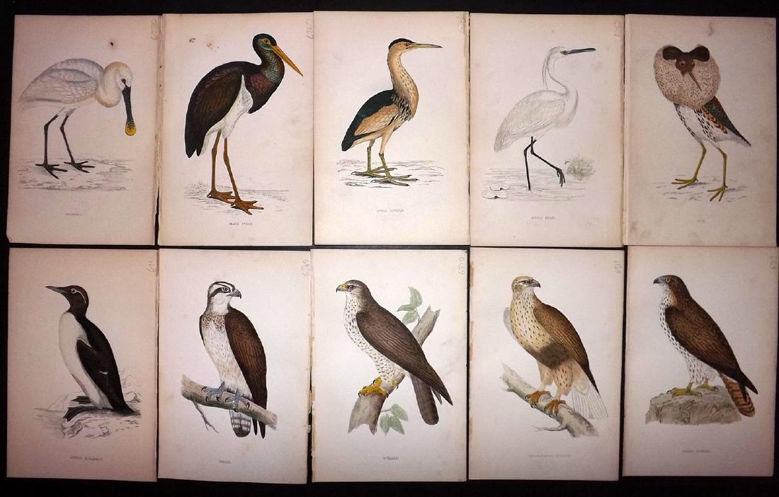 Morris, Francis 1867 Lot of 10 Hand Col Bird Prints: Woodblocks Published 1863-67, London for "A History of British Birds" by the Rev. F. O. Morris. Printed in colours and finished by Benjamin Fawcett. Paper Size: 7.5 x 5 inch (19 x 14cm) Good Condition