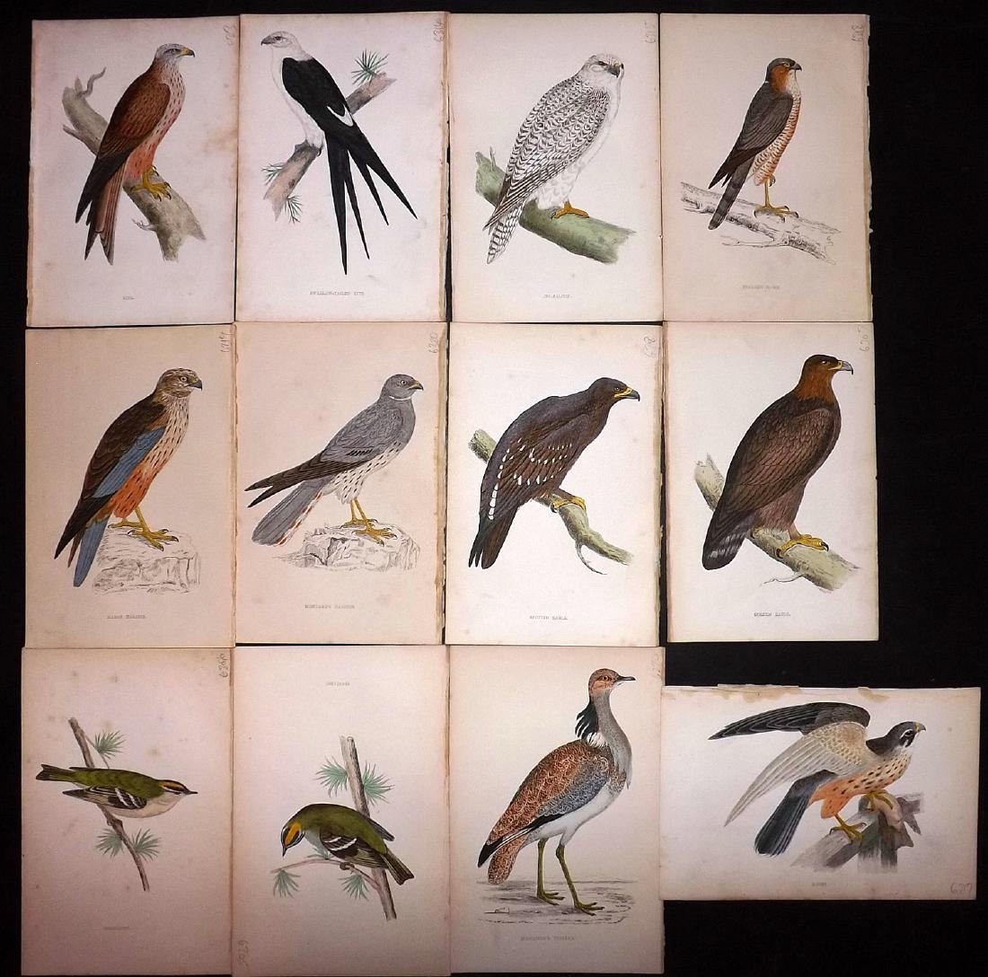 Morris, Francis 1867 Lot of 12 Hand Col Bird Prints: Woodblocks Published 1863-67, London for "A History of British Birds" by the Rev. F. O. Morris. Printed in colours and finished by Benjamin Fawcett. Paper Size: 7.5 x 5 inch (19 x 14cm) Good Condition
