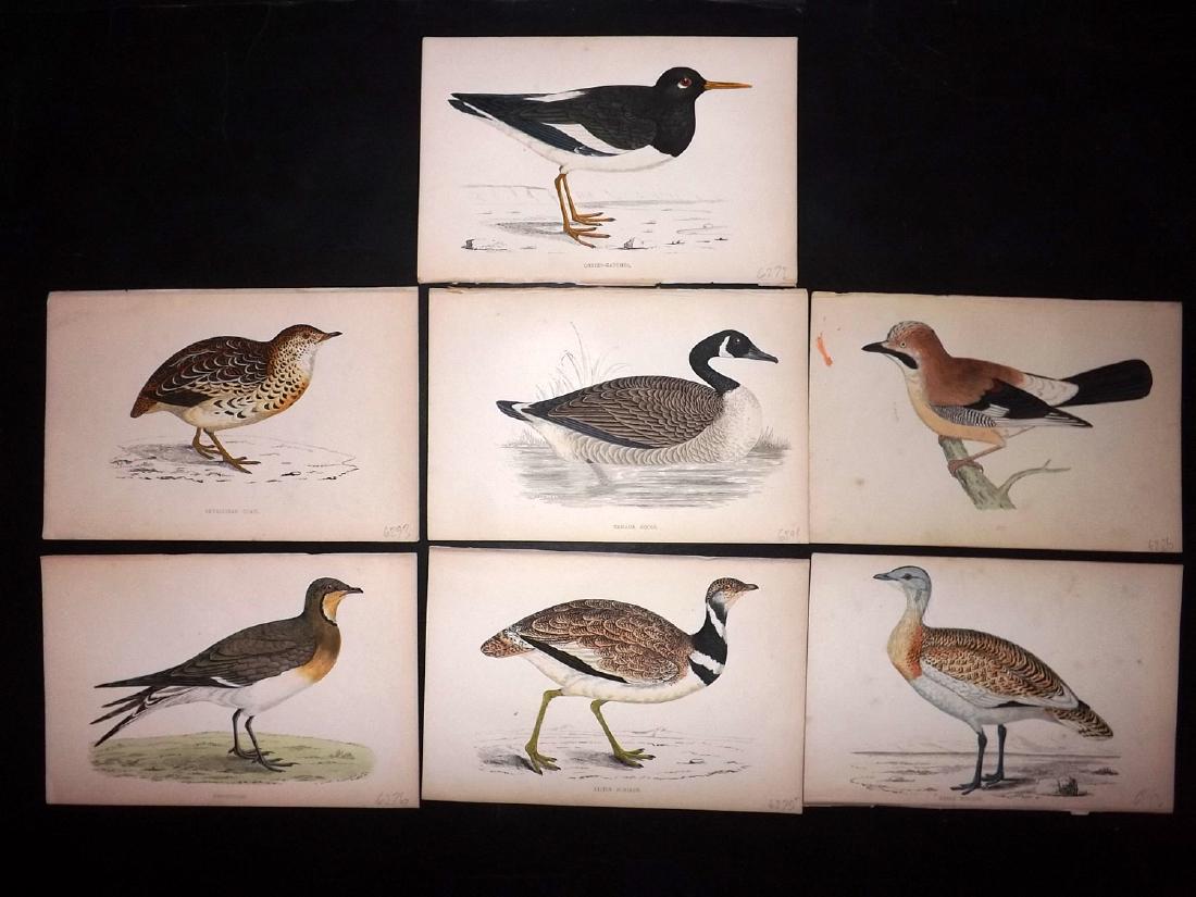 Morris, Francis 1867 Lot of 7 Hand Col Bird Prints: Woodblocks Published 1863-67, London for "A History of British Birds" by the Rev. F. O. Morris. Printed in colours and finished by Benjamin Fawcett. Paper Size: 7.5 x 5 inch (19 x 14cm) Good Condition