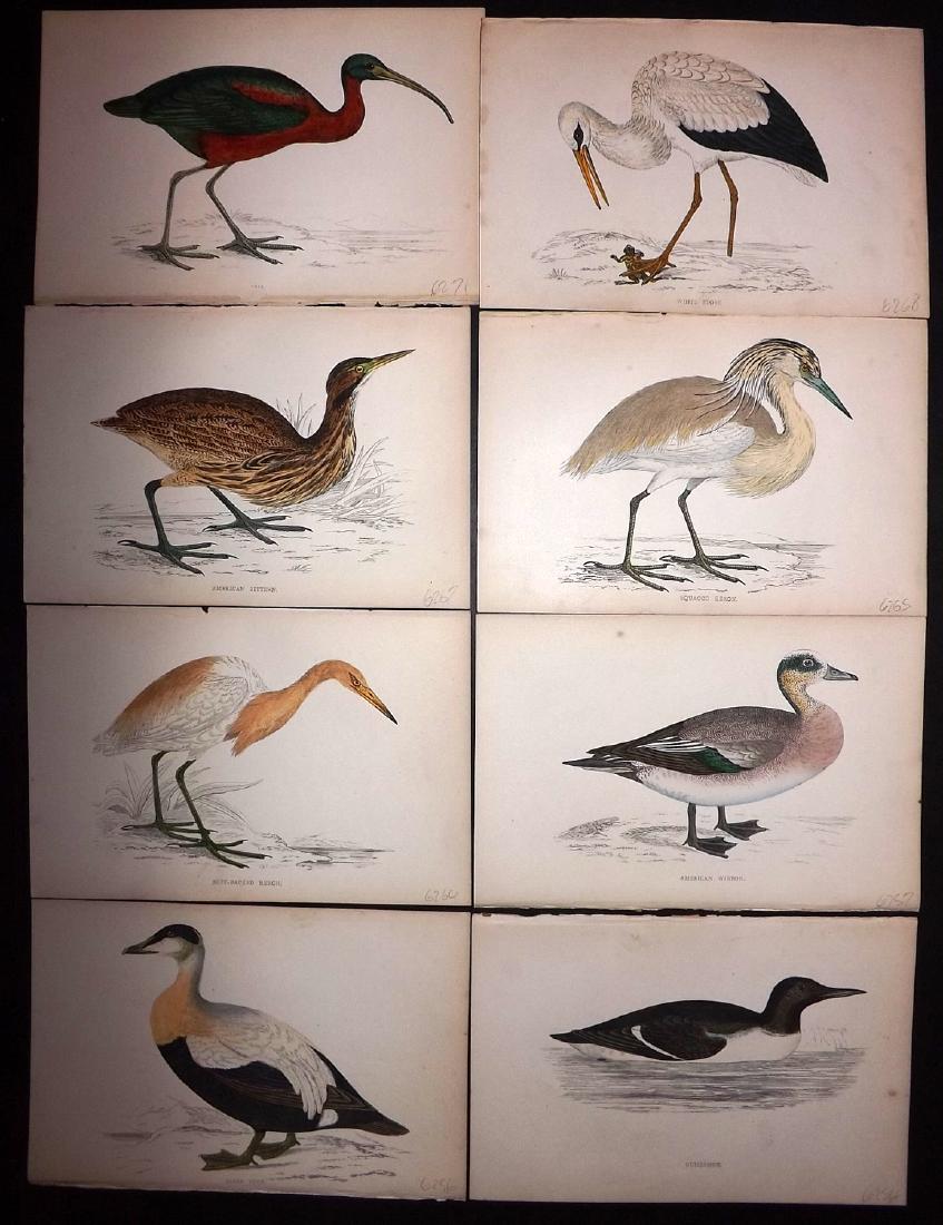 Morris, Francis 1867 Lot of 8 Hand Col Bird Prints: Woodblocks Published 1863-67, London for "A History of British Birds" by the Rev. F. O. Morris. Printed in colours and finished by Benjamin Fawcett. Paper Size: 7.5 x 5 inch (19 x 14cm) Good Condition