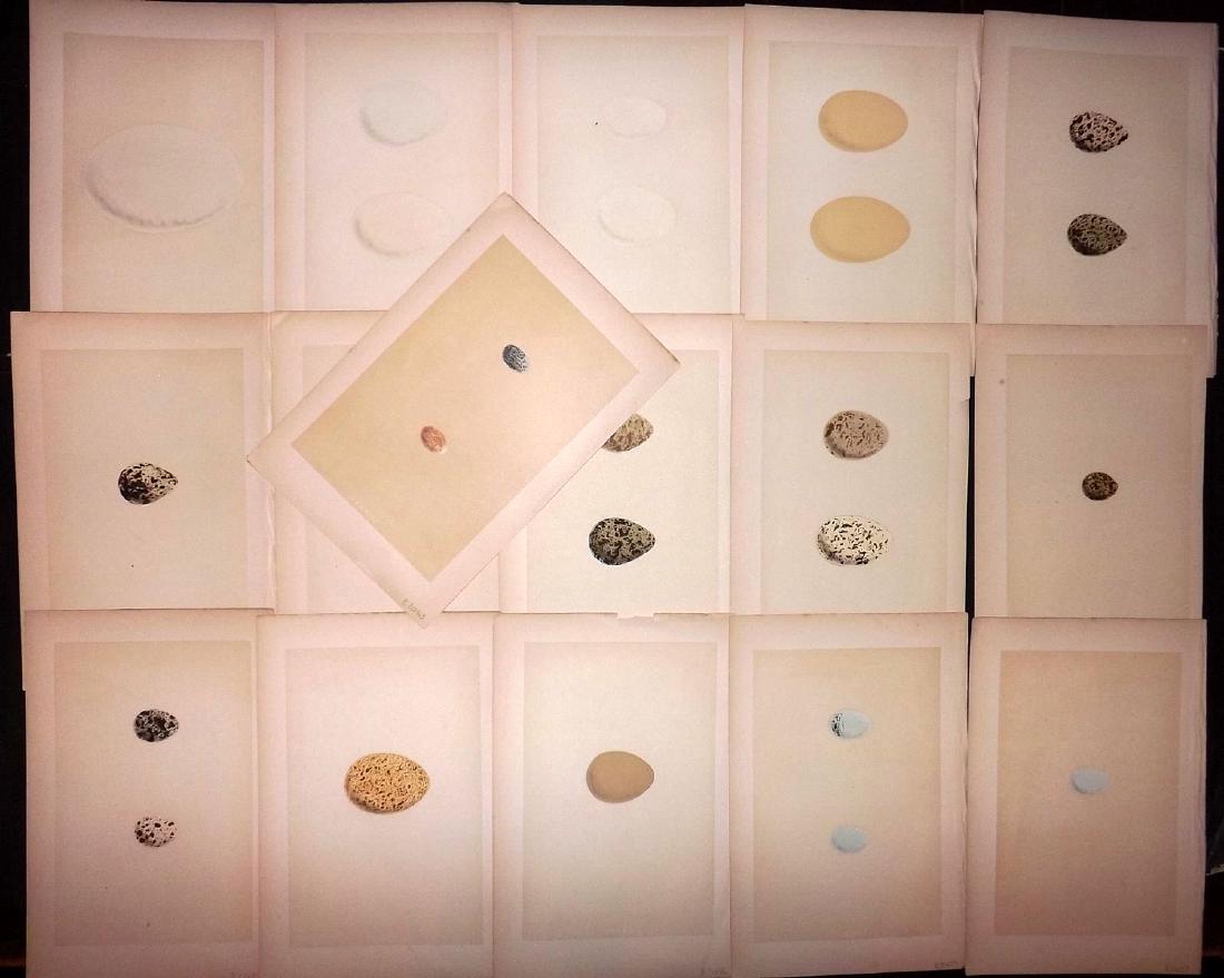 Morris, Francis 1871 Lot of 16 Bird Egg Prints: Woodblocks Published 1870-71, London for "A Natural History of the Nests & Eggs of British Birds" By Rev. Francis Orpen Morris, printed Benjamin Fawcett. Printed in colours and finished by hand. With 
