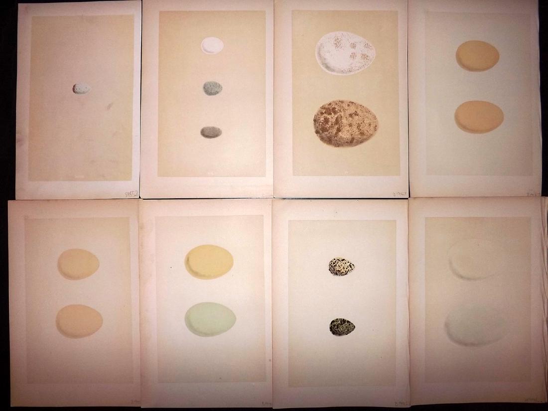 Morris, Francis 1871 Lot of 8 Bird Egg Prints: Woodblocks Published 1870-71, London for "A Natural History of the Nests & Eggs of British Birds" By Rev. Francis Orpen Morris, printed Benjamin Fawcett. Printed in colours and finished by hand. With 