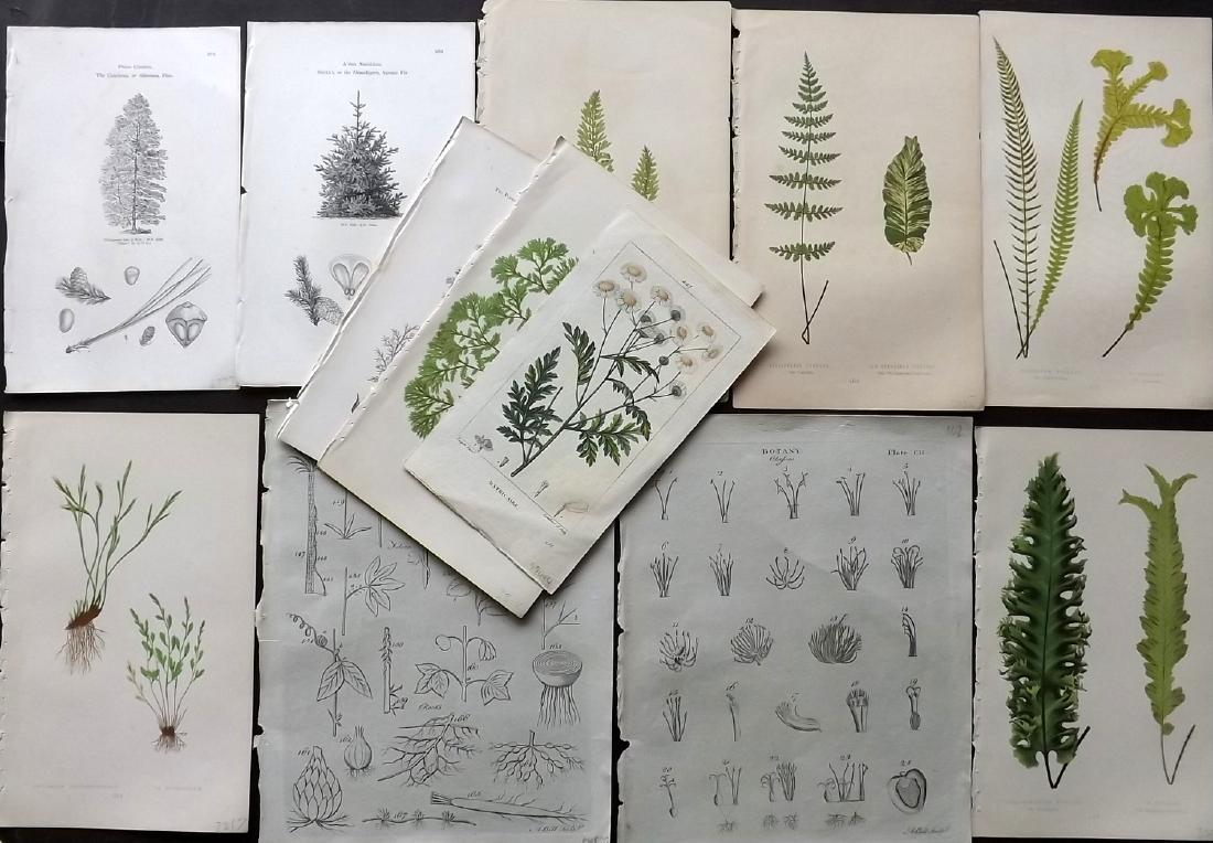 Botanical 1797-1869 Lot of 12 Antique Prints: Lot of 12 Engravings. Examples by Lowe, Encyclopaedia Britannica, Turpin, and John Loudon. Paper Size: Up to 10 x 8 inch (25 x 20cm) Good condition
