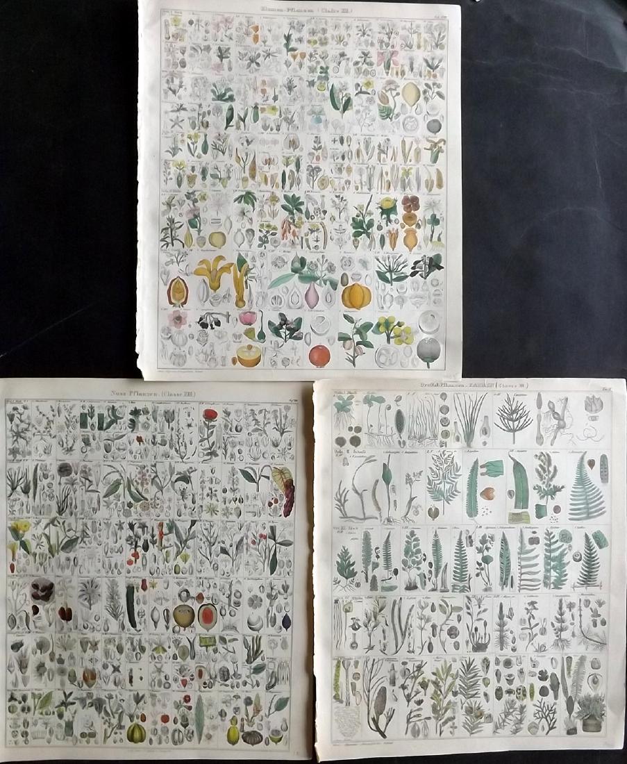 Oken, Lorenz 1843 Group of 3 HCol Botanical Prints (1 of 2)