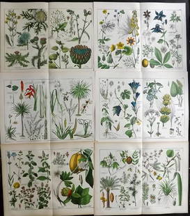 Schubert, Gotthilf 1880 Lot of 6 Large Botanical Prints: Folio Lithographs Published C1880, Stuttgart & Munich for "Naturgeschichte des Pflanzenreichs" by Gotthilf Heinrich von Schubert. Paper Size: 16 x 12.5 inch (40 x 32cm) Good Condition