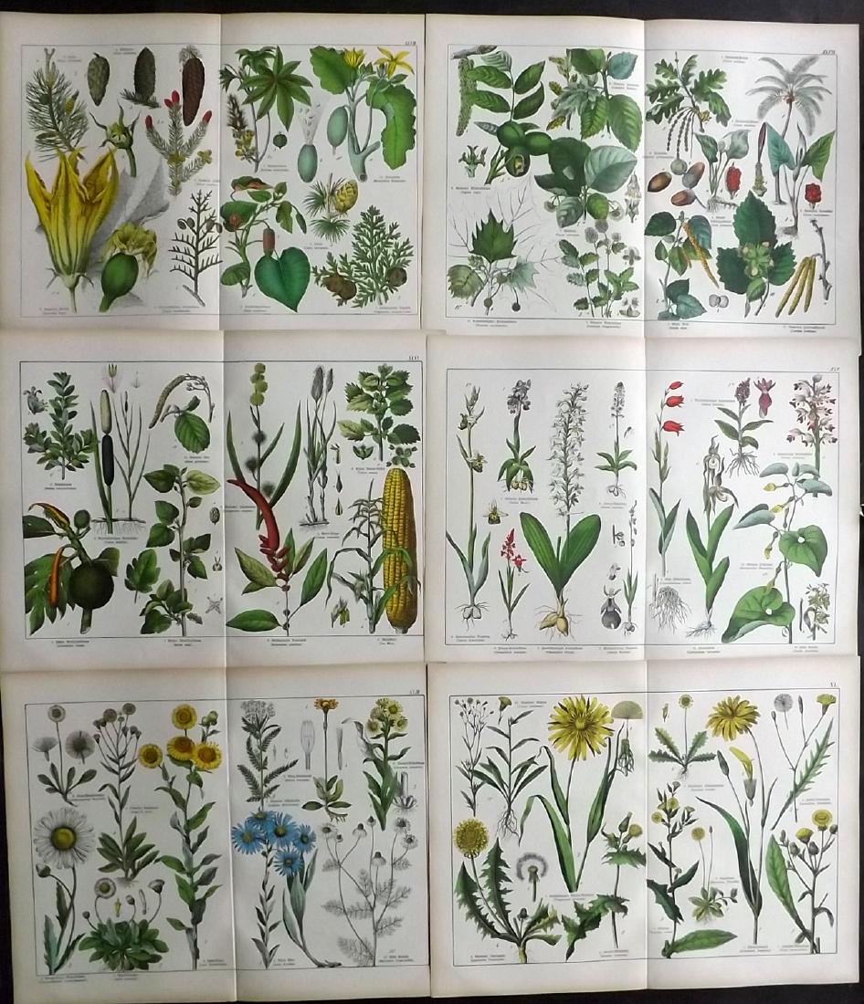 Schubert, Gotthilf 1880 Lot of 6 Large Botanical Prints (1 of 2)