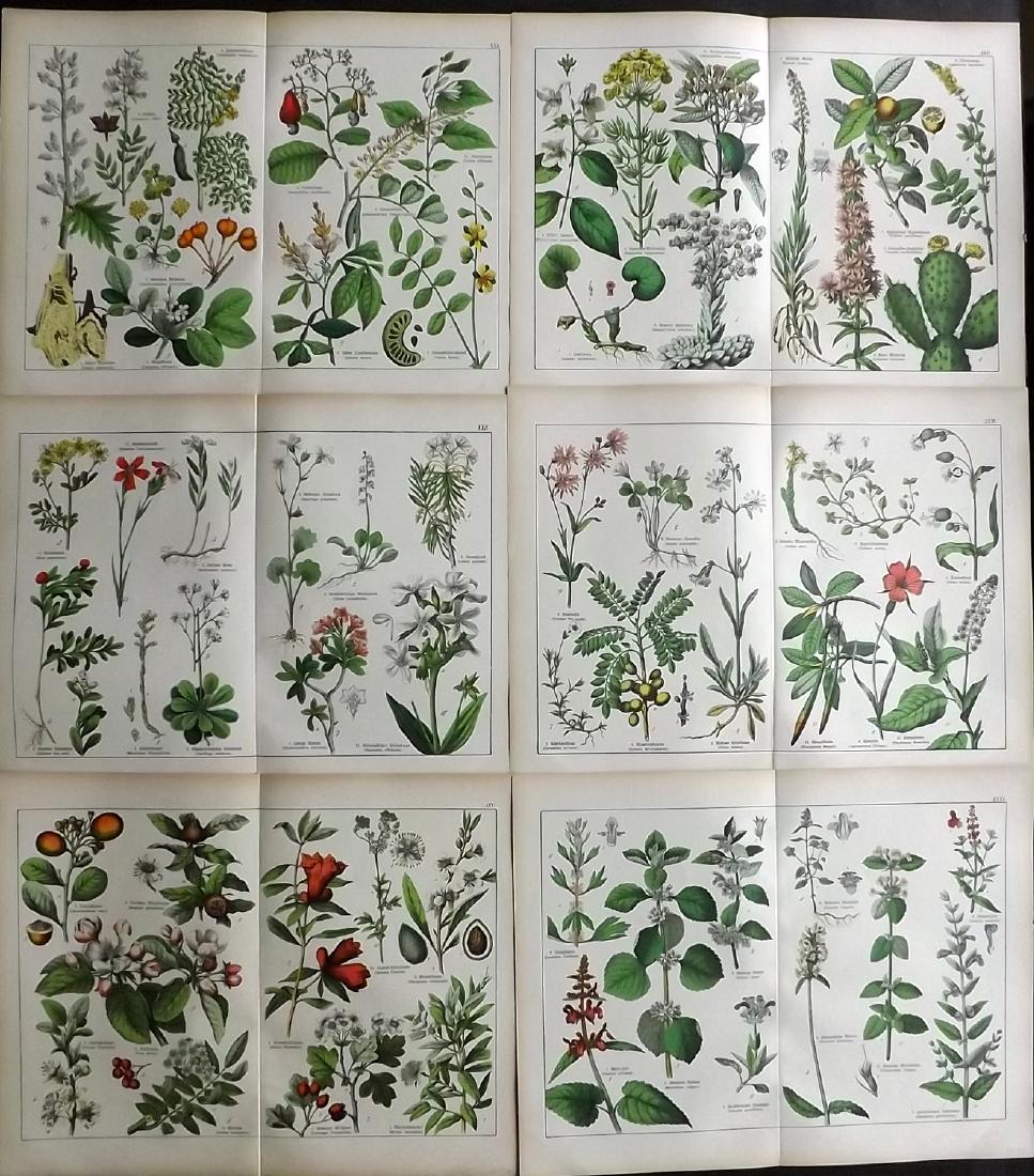 Schubert, Gotthilf 1880 Lot of 6 Large Botanical Prints (1 of 2)