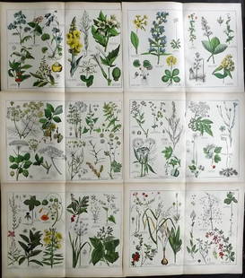 Schubert, Gotthilf 1880 Lot of 6 Large Botanical Prints: Folio Lithographs Published C1880, Stuttgart & Munich for "Naturgeschichte des Pflanzenreichs" by Gotthilf Heinrich von Schubert. Paper Size: 16 x 12.5 inch (40 x 32cm) Good Condition