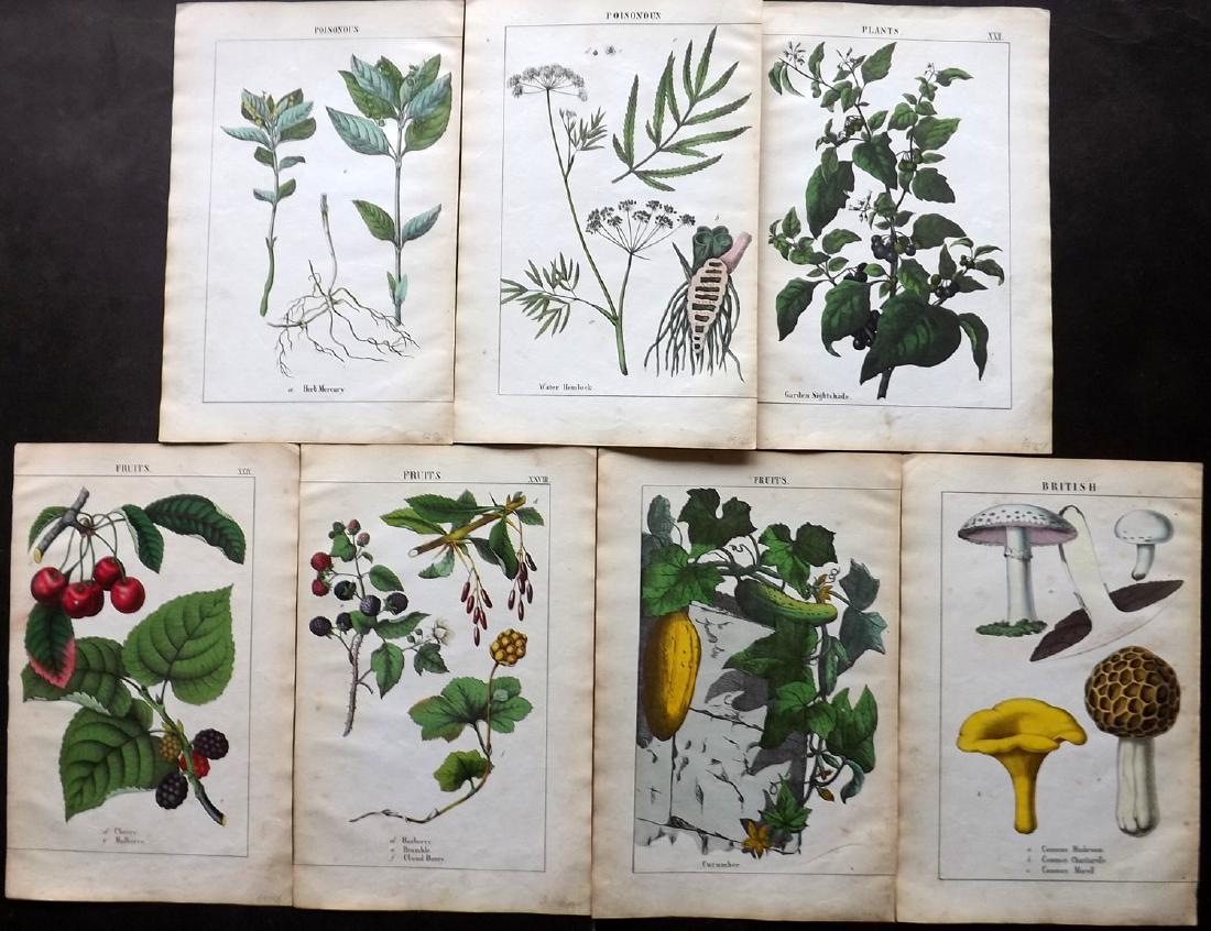 Yonge, Charlotte Mary 1863 Lot of 7 Hand Col Botanical: Hand Coloured Lithograph Published 1863, London for "The Instructive Picture Book. Or Lessons from the Vegetable World" by Charlotte Mary Yonge. Paper Size: 12.5 x 8 inch (32 x 21cm) Trimmed from a la