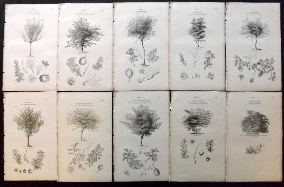 Loudon, John 1844 Lot of 10 Botanical Tree Prints: Wood Engraving Published 1844, London for "Arboretum et Fruticetum Britannicum; or, The Trees and Shrubs of Britain." by John Claudius Loudon. Reverse side blank. Paper Size: 8.5 x 5.5 inch (22 x 14cm
