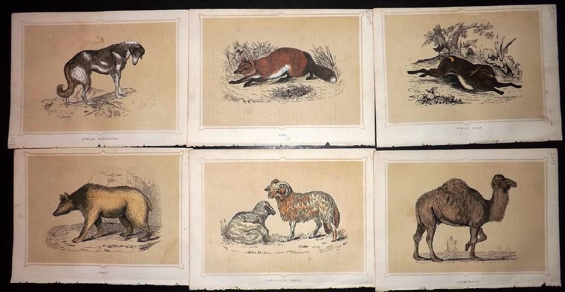 Morris, Francis 1856 Lot of 10 Natural History Prints: Woodblocks Published 1856, Manchester for "Bible Natural History..." by Rev. Francis Orpen Morris. Printed Benjamin Fawcett. Hand Coloured as issued. Scarce. Paper Size: 7 x 5.5 inch (18 x 14cm) Minor