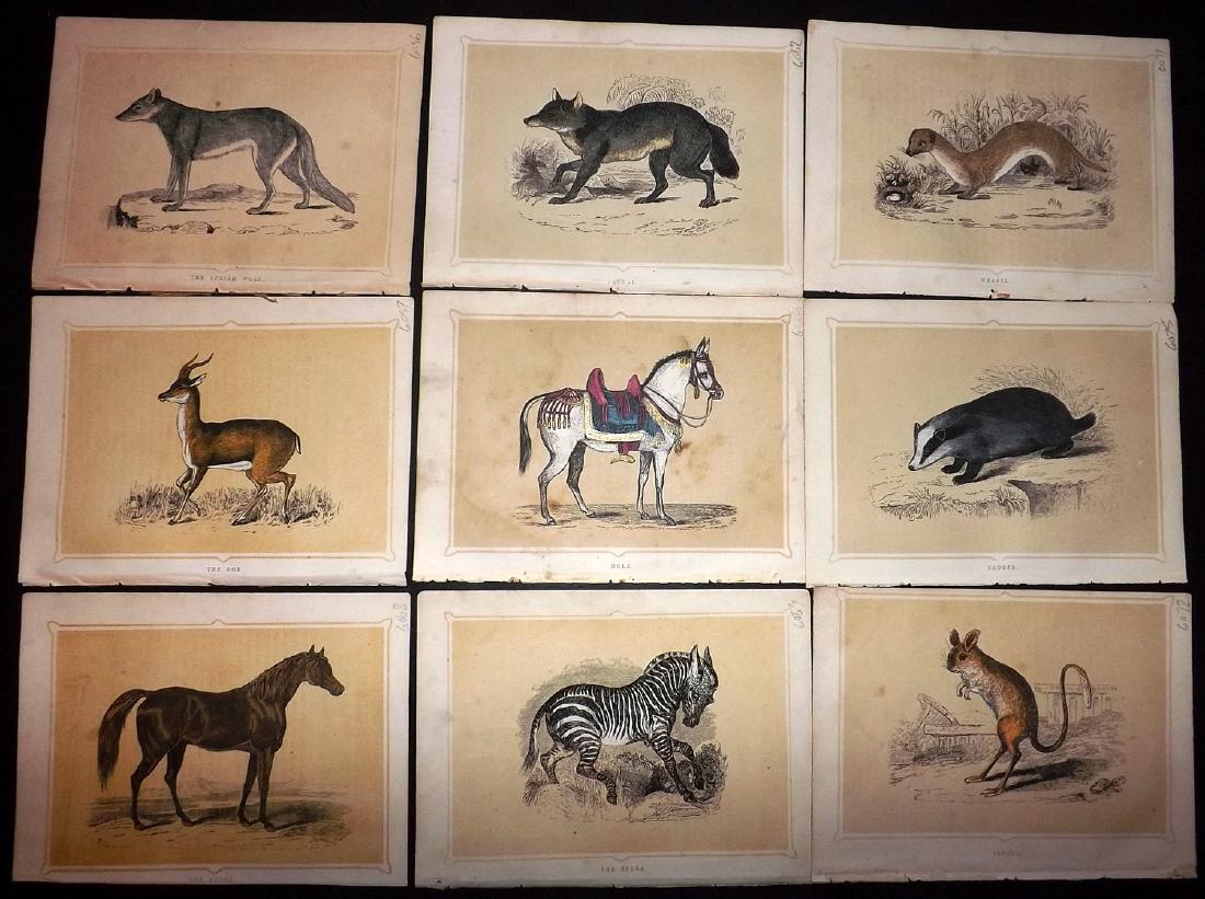 Morris, Francis 1856 Lot of 15 Natural History Prints (1 of 2)
