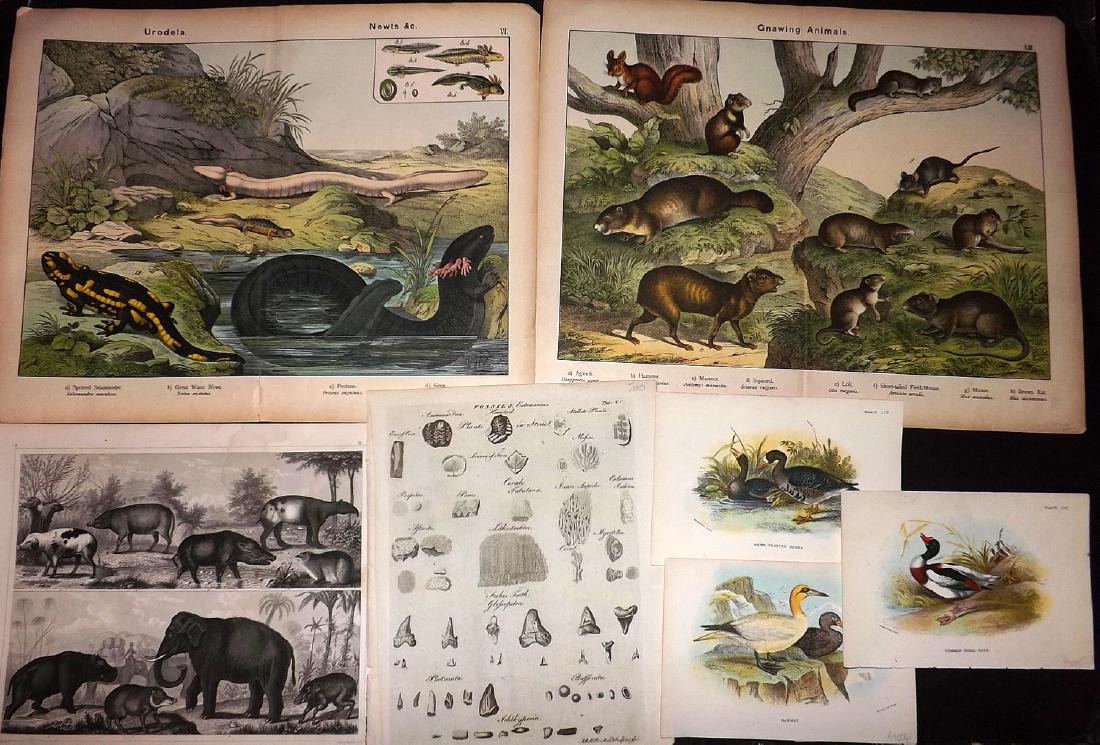 Natural History & Birds 19th Cent. Lot of 10 Prints: Examples by Heck, Meyer, Morris, Encyclopaedia Britannica, Schubert/Kirby, and Lloyd/Allen. Paper Size: Up to 16 x 12.5 inch (40 x 32cm) A few small faults. Good overall