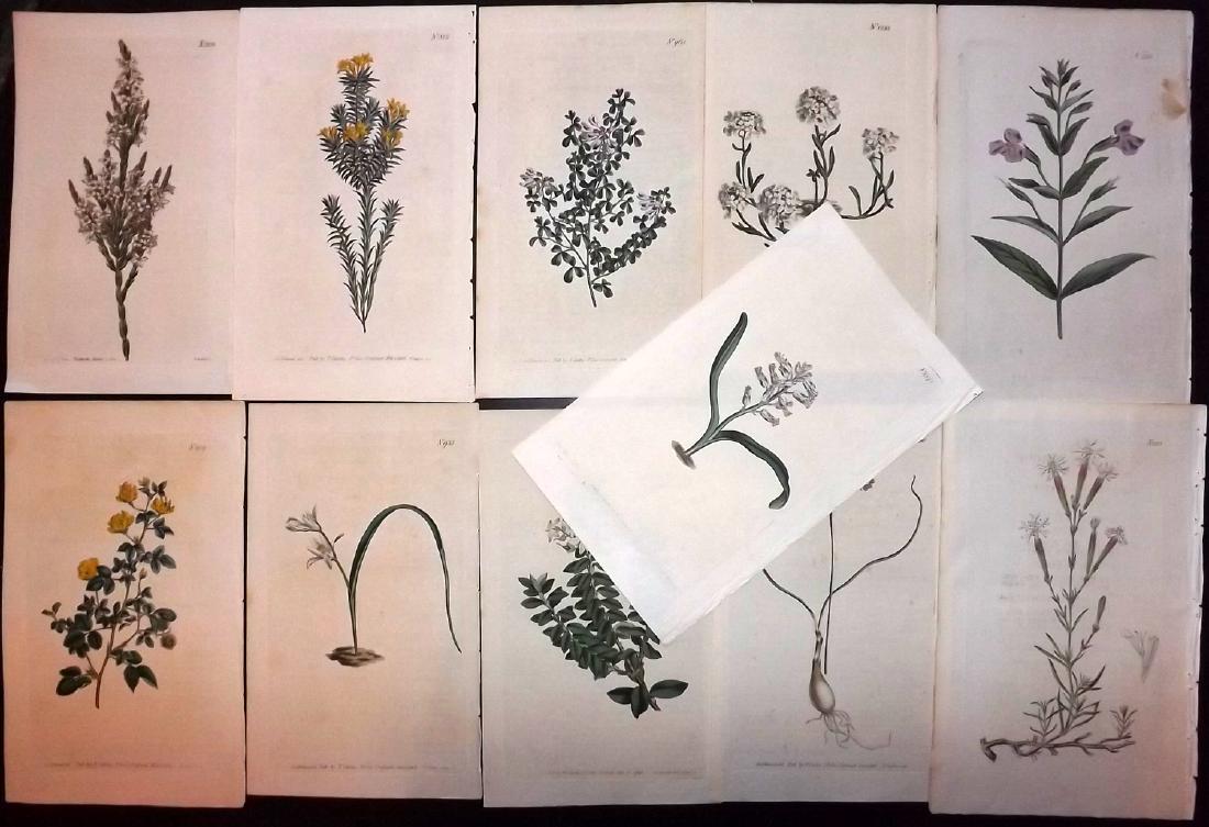 Curtis, William 1790's Lot of 11 HCol Botanical Prints (1 of 2)