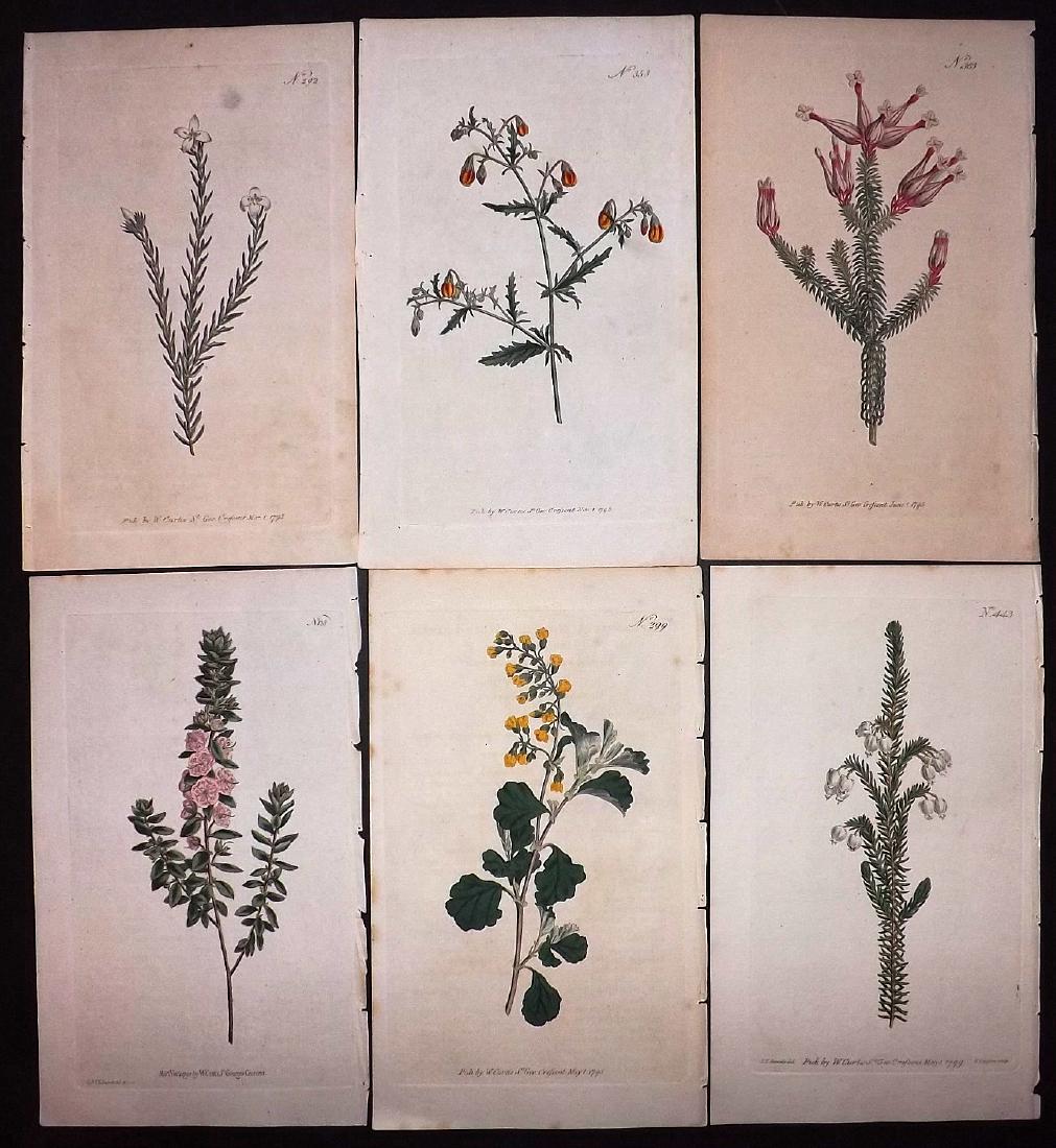 Curtis, William 1790's Lot of 6 HCol Botanical Prints (1 of 2)