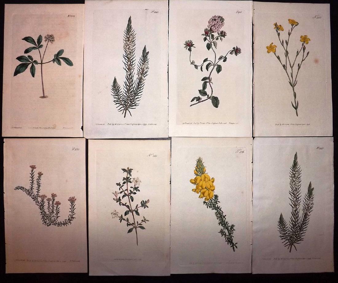 Curtis, William 1790's Lot of 8 HCol Botanical Prints (1 of 2)