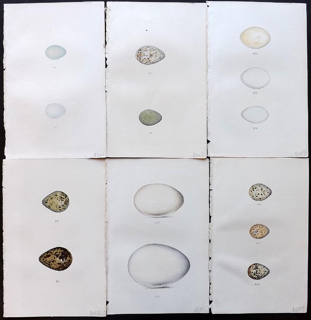 Meyer, Henry 1857 Lot of 6 Hand Col Bird Egg Prints: Hand Coloured Lithographs Published 1853-57, London for "Coloured Illustrations of British Birds and Their Eggs" by Henry Leonard Meyer. Paper Size: 8.5 x 5 inch (22 x 13cm) Good condition