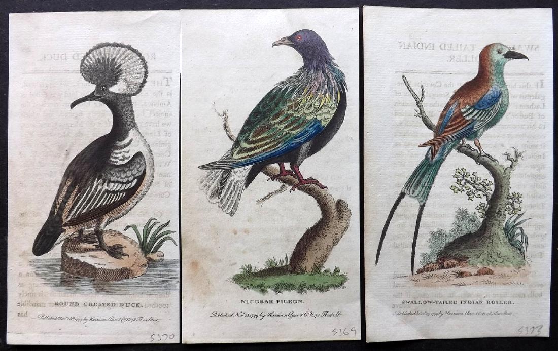 After George Edwards 1799 Group of 3 HC Bird Prints: Copper Plate Published 1798-1802 by Harrison et al., London for "The Naturalist's Pocket Magazine; or, Compleat Cabinet of the Curiosities and Beauties of Nature" Fine hand colour as issued. Most are 