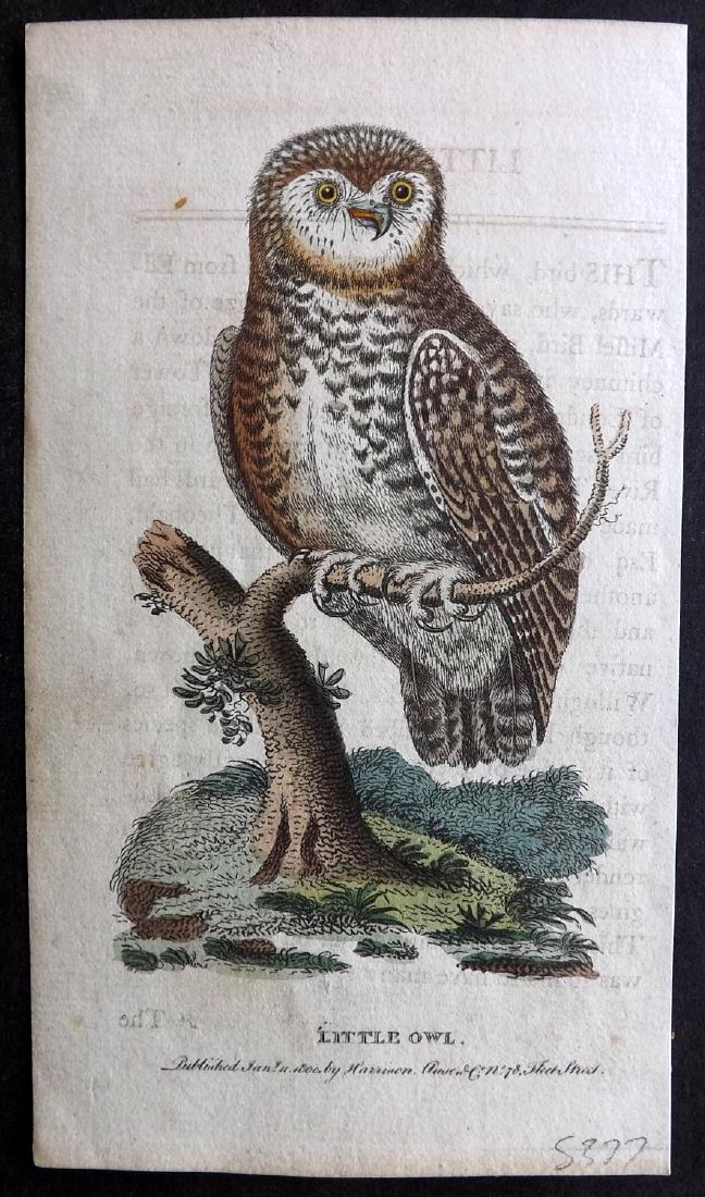After George Edwards 1800 HC Bird Print. Little Owl (1 of 1)