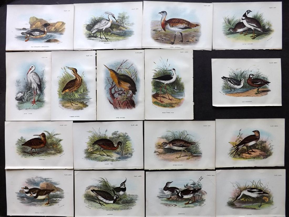 Lloyds's 1897 Lot of 19 Antique Bird Prints. Game Birds (1 of 2)