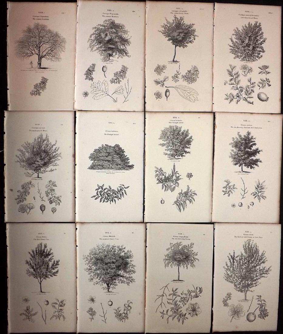 Loudon, John 1844 Lot of 12 Botanical Tree Prints: Wood Engravings Published 1844, London for "Arboretum et Fruticetum Britannicum; or, The Trees and Shrubs of Britain." by John Claudius Loudon. Reverse side blank. Paper Size: 8.5 x 5.5 inch (22 x 14c