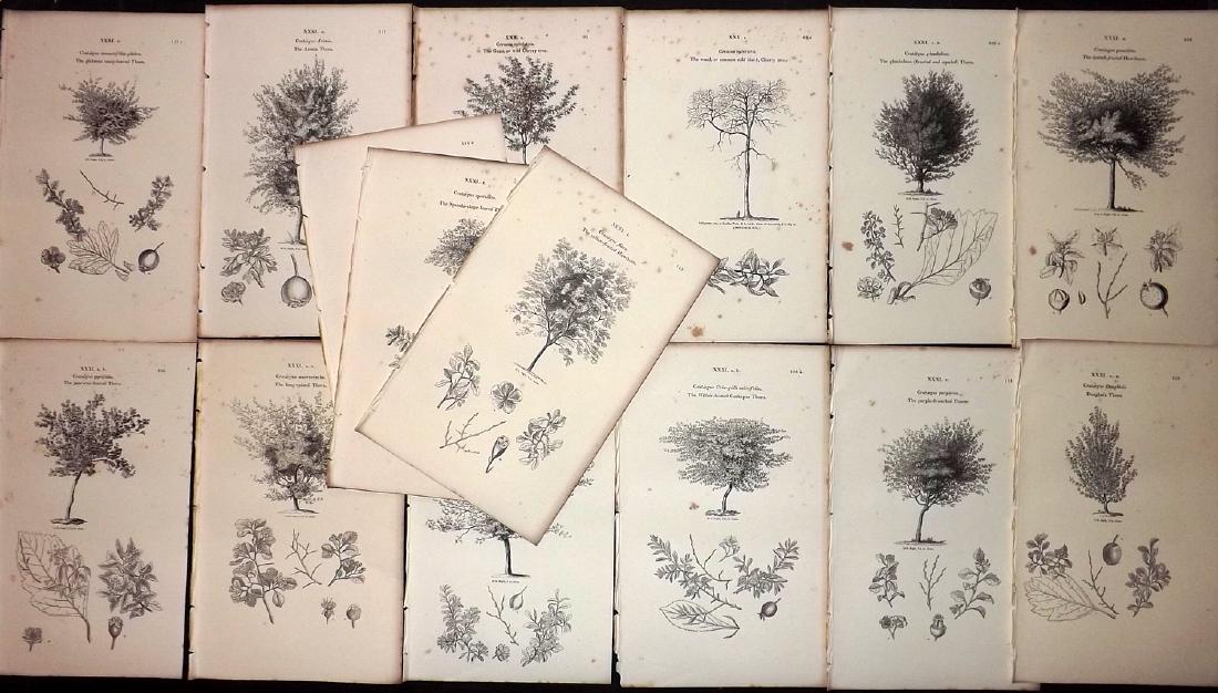 Loudon, John 1844 Lot of 15 Botanical Tree Prints: Wood Engravings Published 1844, London for "Arboretum et Fruticetum Britannicum; or, The Trees and Shrubs of Britain." by John Claudius Loudon. Reverse side blank. Paper Size: 8.5 x 5.5 inch (22 x 14c