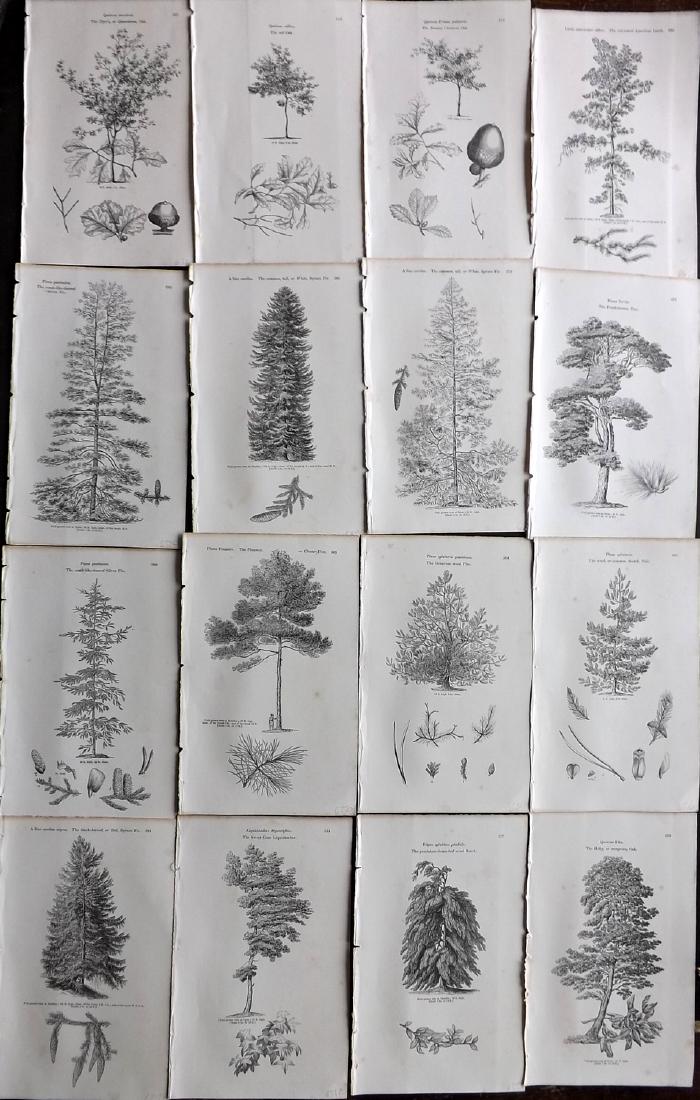 Loudon, John 1844 Lot of 16 Botanical Tree Prints: Wood Engravings Published 1844, London for "Arboretum et Fruticetum Britannicum; or, The Trees and Shrubs of Britain." by John Claudius Loudon. Reverse side blank. Paper Size: 8.5 x 5.5 inch (22 x 14c