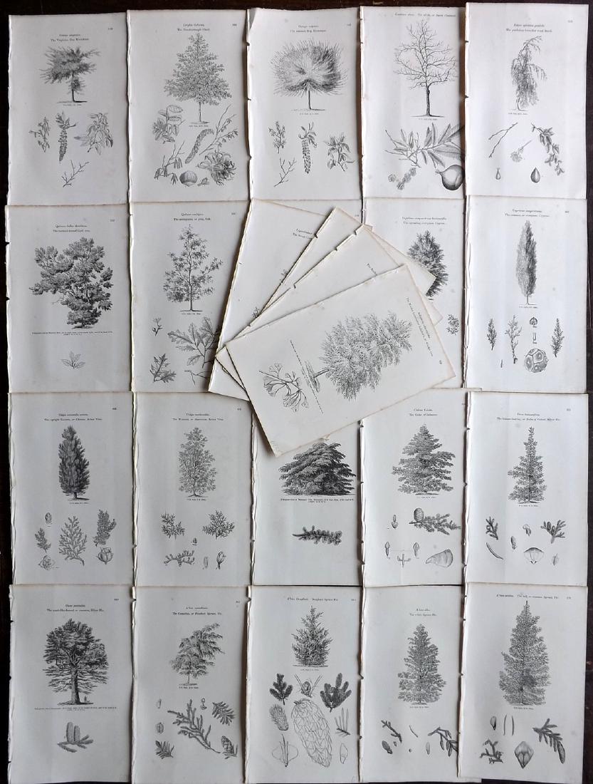 Loudon, John 1844 Lot of 24 Botanical Tree Prints: Wood Engravings Published 1844, London for "Arboretum et Fruticetum Britannicum; or, The Trees and Shrubs of Britain." by John Claudius Loudon. Reverse side blank. Paper Size: 8.5 x 5.5 inch (22 x 14c