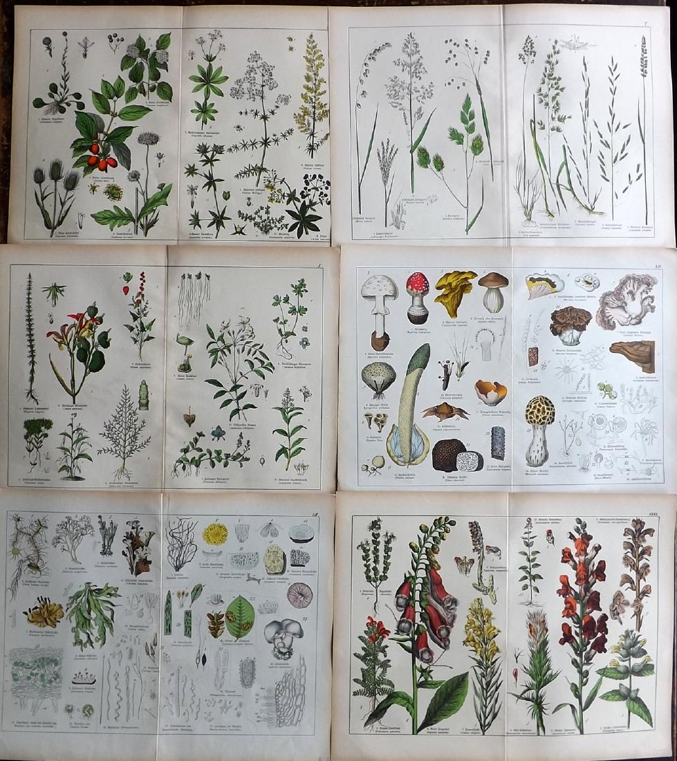Schubert, Gotthilf 1880 Lot of 6 Large Botanical Prints (1 of 2)