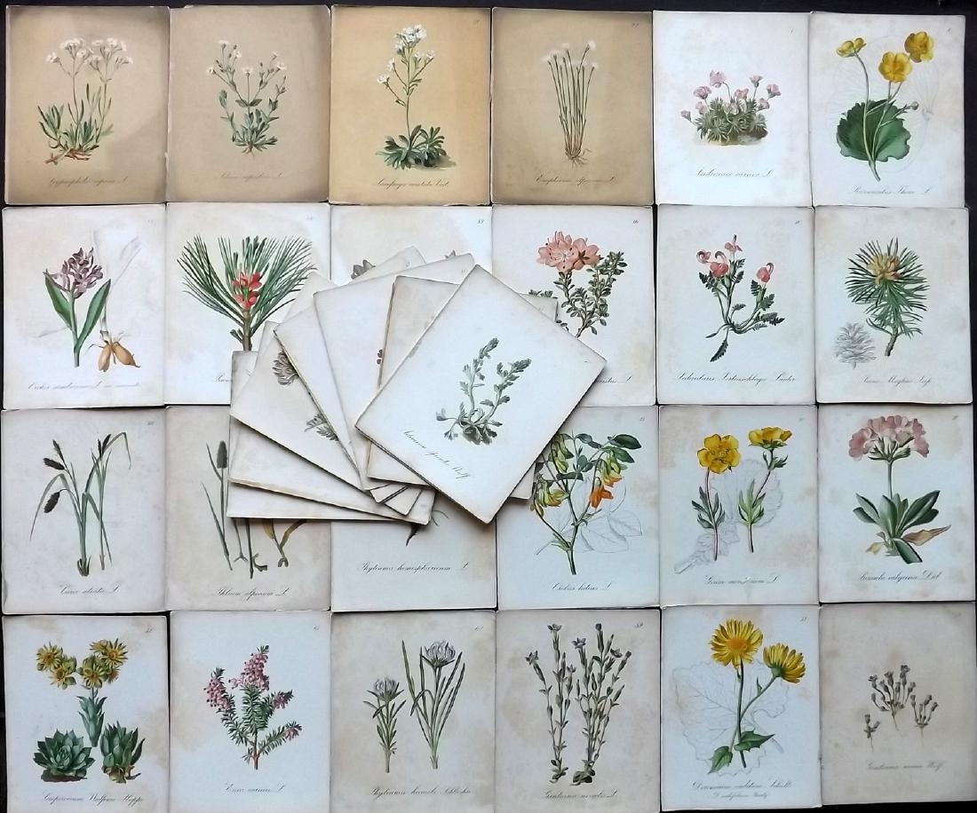 Seboth & Graf 1879 Lot of 35 Botanical Prints: Chromolithographs Published 1879, Prague for "Die Alpenpflanzen nach der Natur gemalt" by Joseph Seboth & Ferdinand Graf. Paper Size: 6.5 x 5.5 inch (16.5 x 14cm) Some background toning