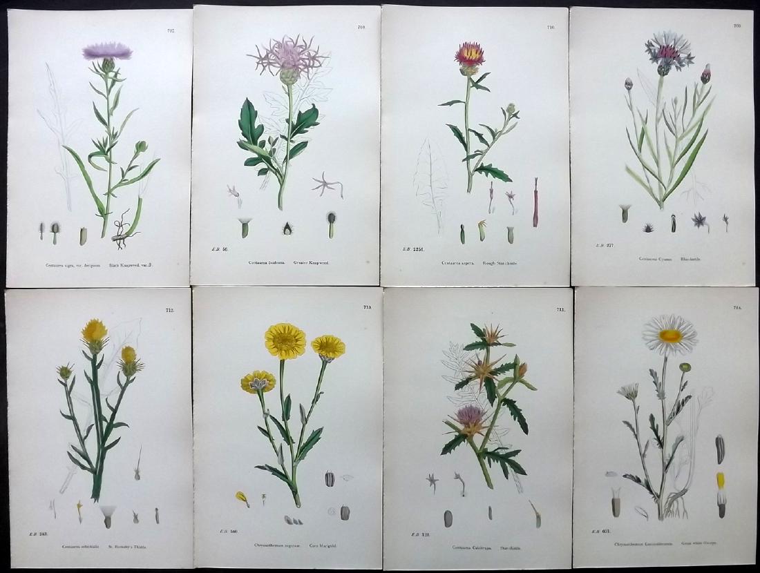 Sowerby, James 1883 Lot of 8 Hand Col Botanical Prints (1 of 2)